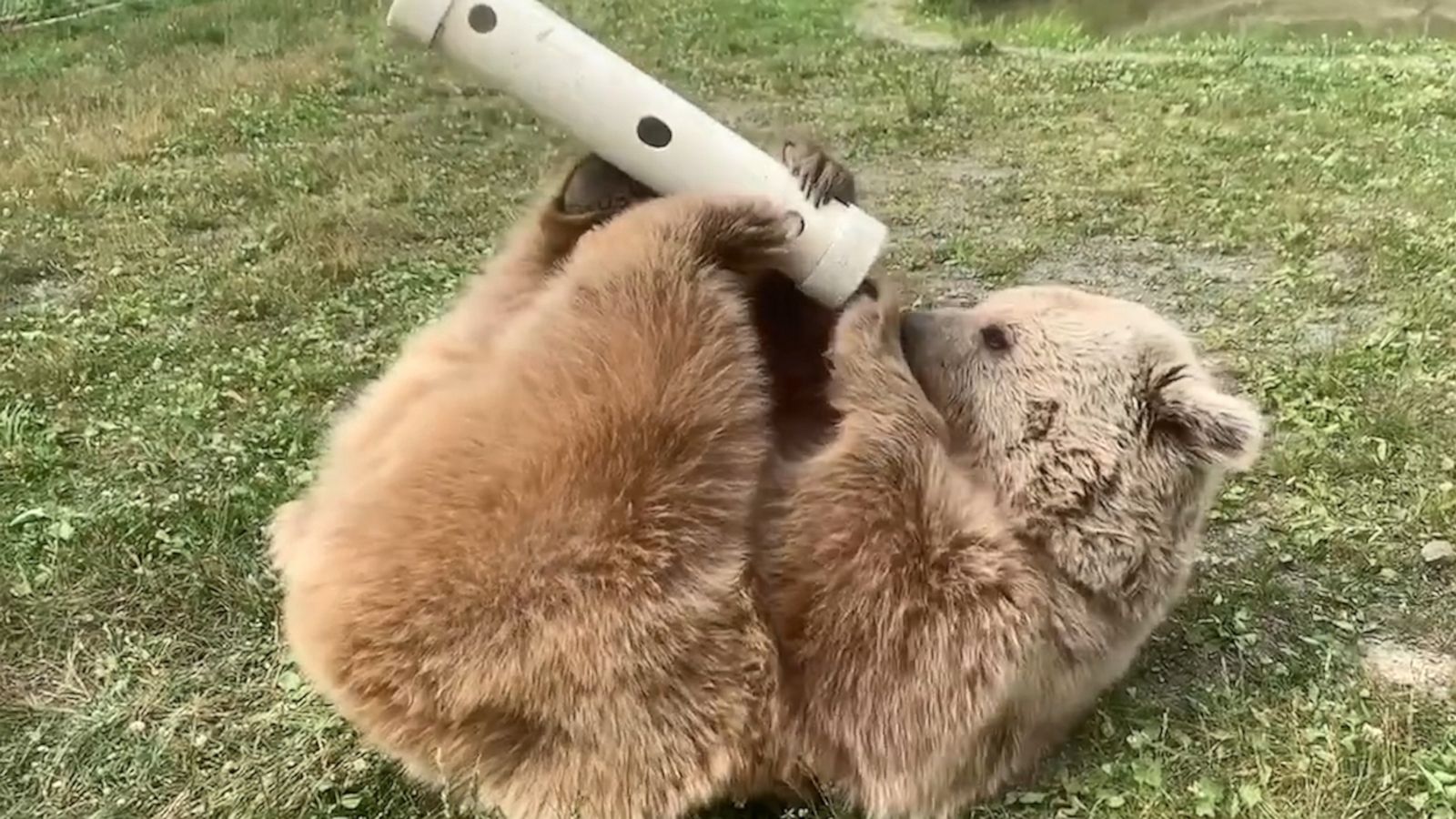 VIDEO: These little bears are determined to get their snacks, and we don’t blame them