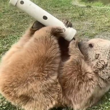 VIDEO: These little bears are determined to get their snacks, and we don’t blame them 