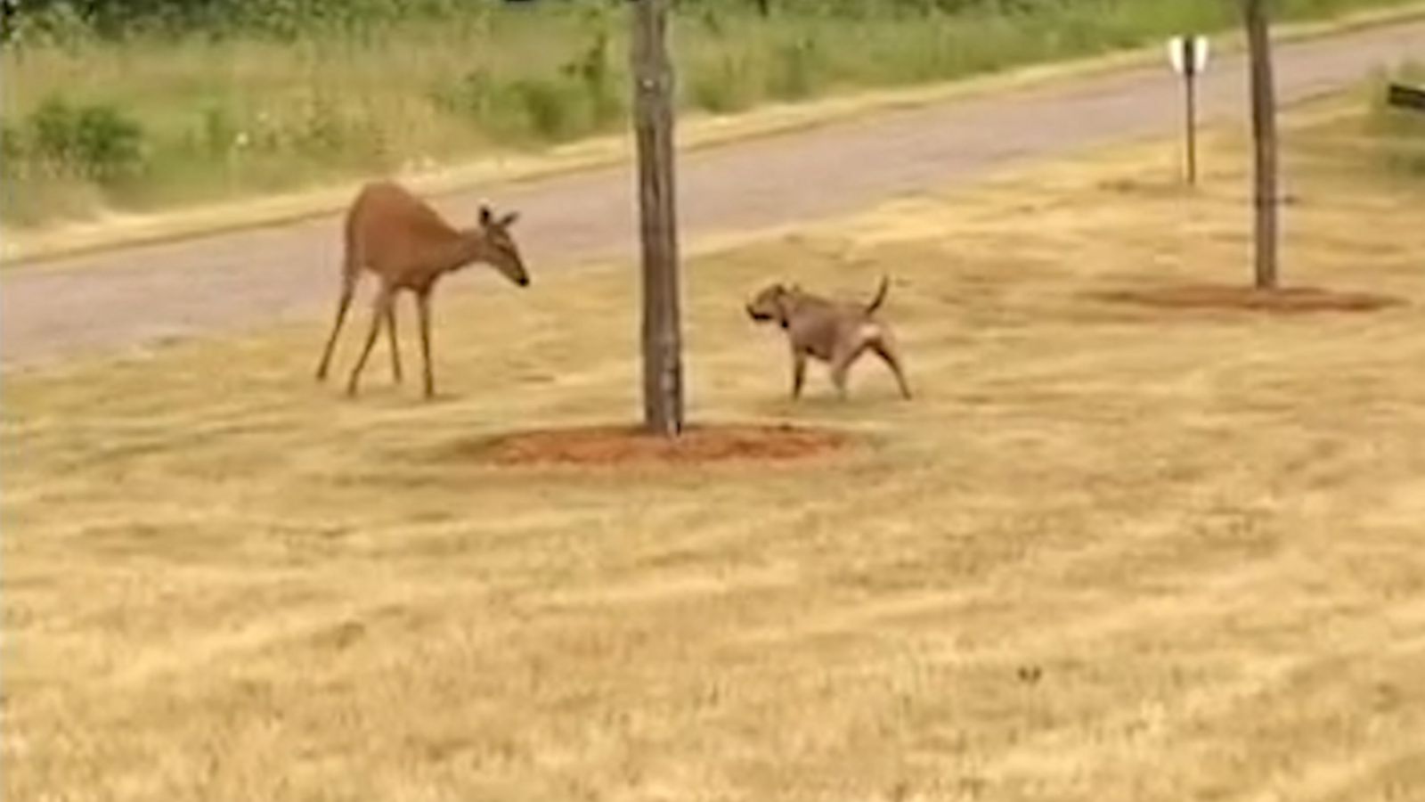 VIDEO: This pit bull and mama deer are adorable BFFs