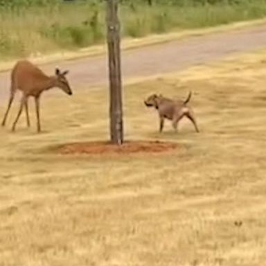 VIDEO: This pit bull and mama deer are adorable BFFs