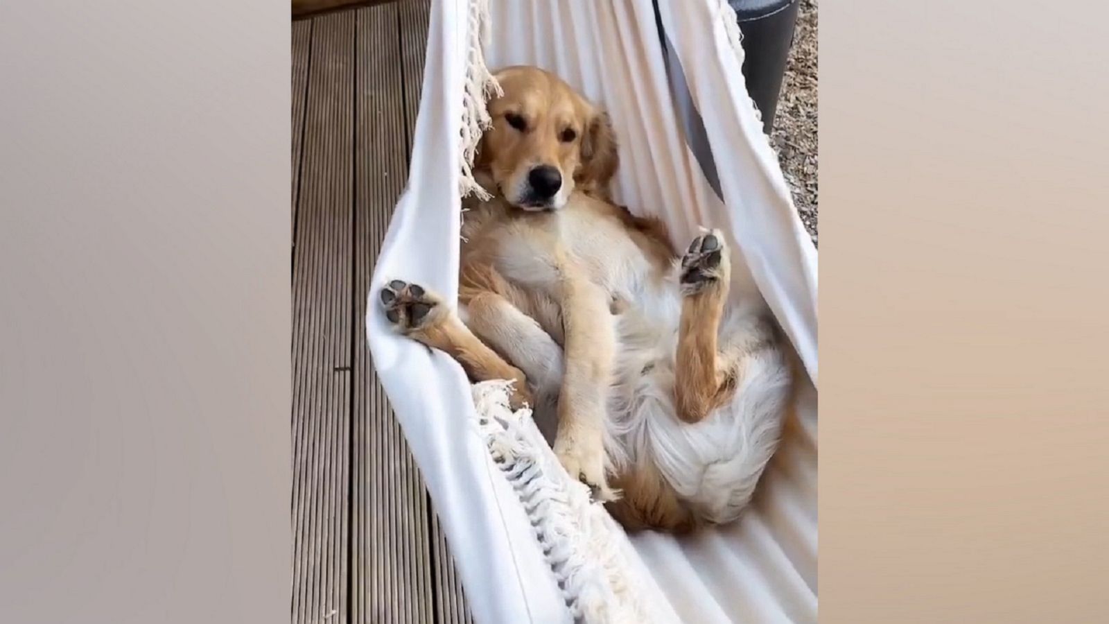 VIDEO: Golden Retriever relaxes after a long hard day