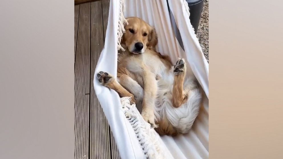 VIDEO: Golden Retriever relaxes after a long hard day 