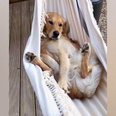 VIDEO: Golden Retriever relaxes after a long hard day 