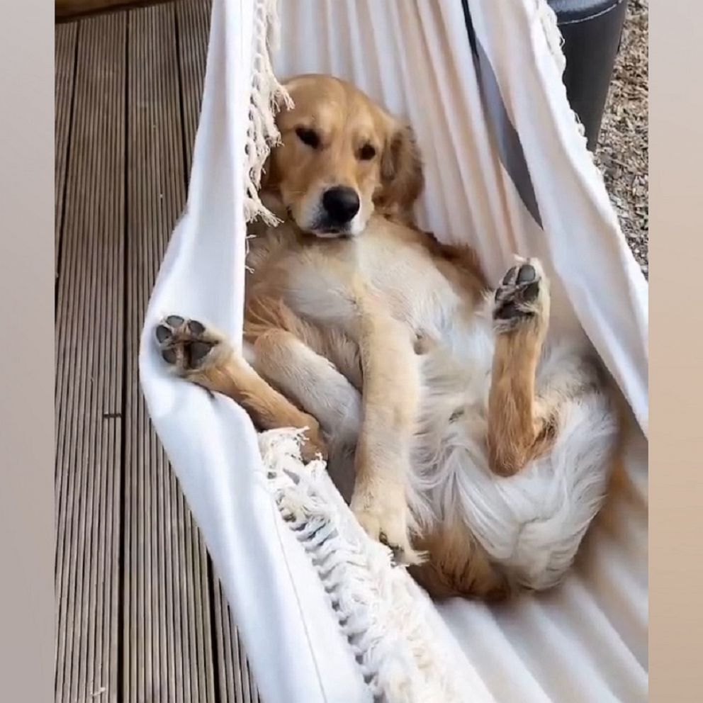 Golden Retriever relaxes after a long hard day