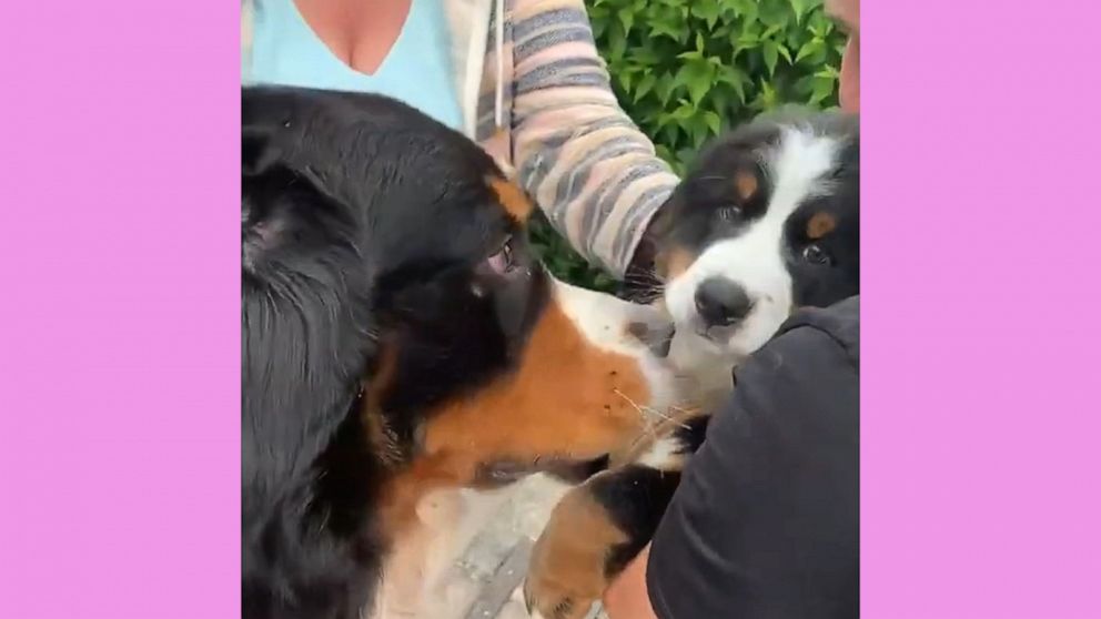 VIDEO: This dog could not contain its excitement, and to be honest, neither can we