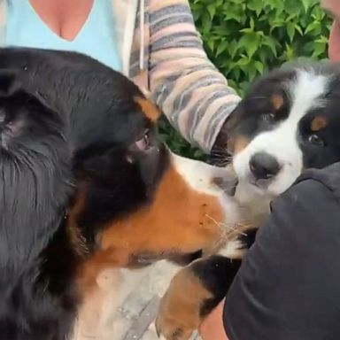 VIDEO: This dog could not contain its excitement, and to be honest, neither can we