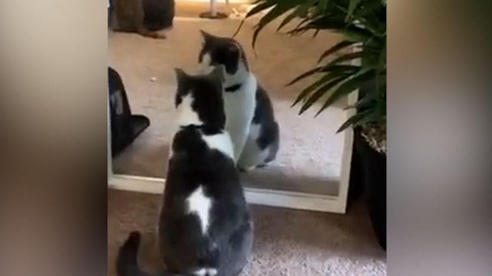 VIDEO: Tell me your cat is vain without telling me your cat is vain