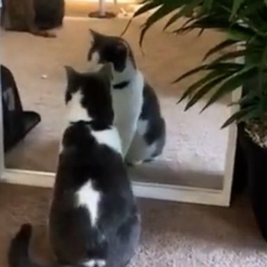 VIDEO: Tell me your cat is vain without telling me your cat is vain