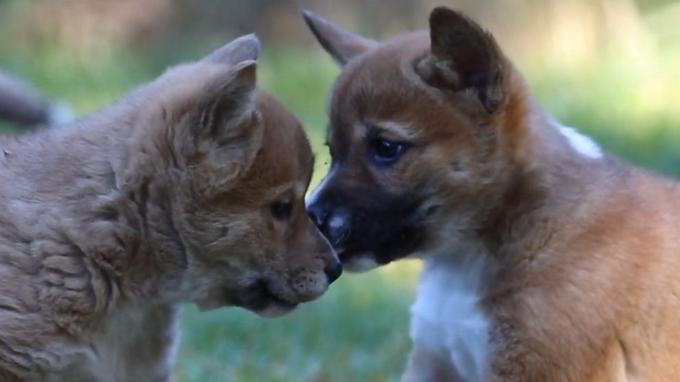 VIDEO: These two dingo pups are best friend goals 