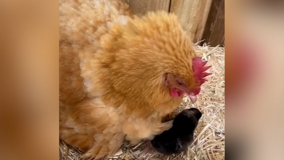 VIDEO: Ethel, the chicken, can't have chicks, but she just became the sweetest adoptive mama 