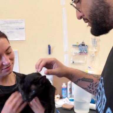 VIDEO: Cat has heartwarming reunion with owner after building collapse