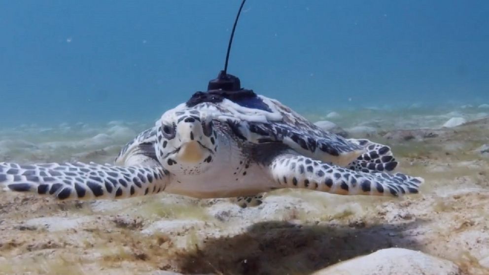 VIDEO: Try not to tear up watching these turtles swim in the ocean for the first time 