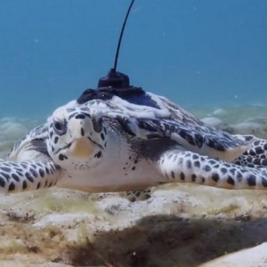 VIDEO: Try not to tear up watching these turtles swim in the ocean for the first time 