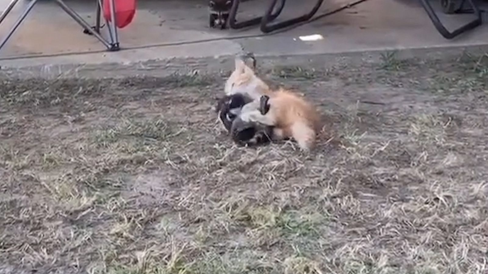 VIDEO: We dare you to stop watching this unlikely pair of cat and raccoon playfully wrestle