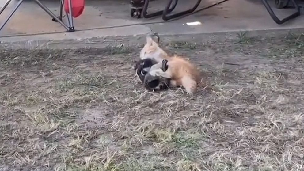 VIDEO: We dare you to stop watching this unlikely pair of cat and raccoon playfully wrestle 