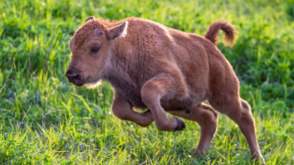 VIDEO: Please enjoy these frolicking baby bison