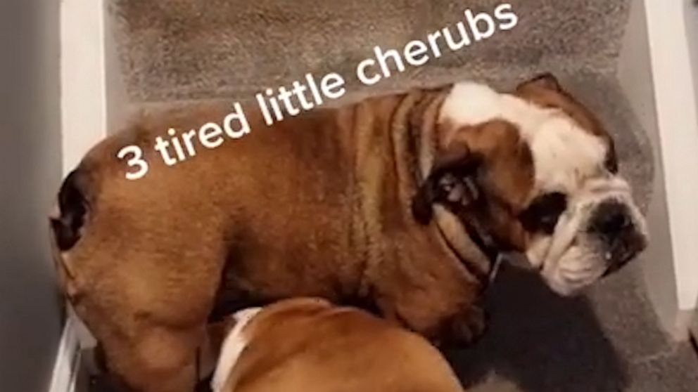 VIDEO: These tired bulldogs are all of us after a long day