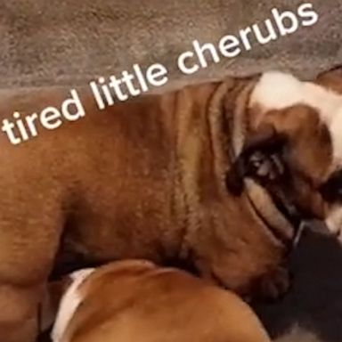 VIDEO: These tired bulldogs are all of us after a long day