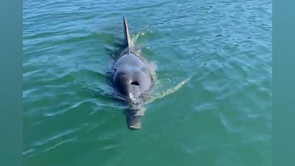 VIDEO: Kayaker gets up close with dolphin