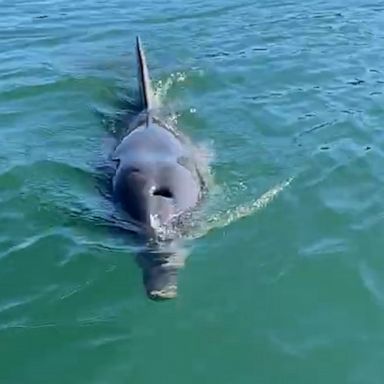 VIDEO: Kayaker gets up close with dolphin