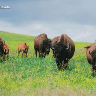 VIDEO: Exploring South Dakota’s small businesses and great outdoors