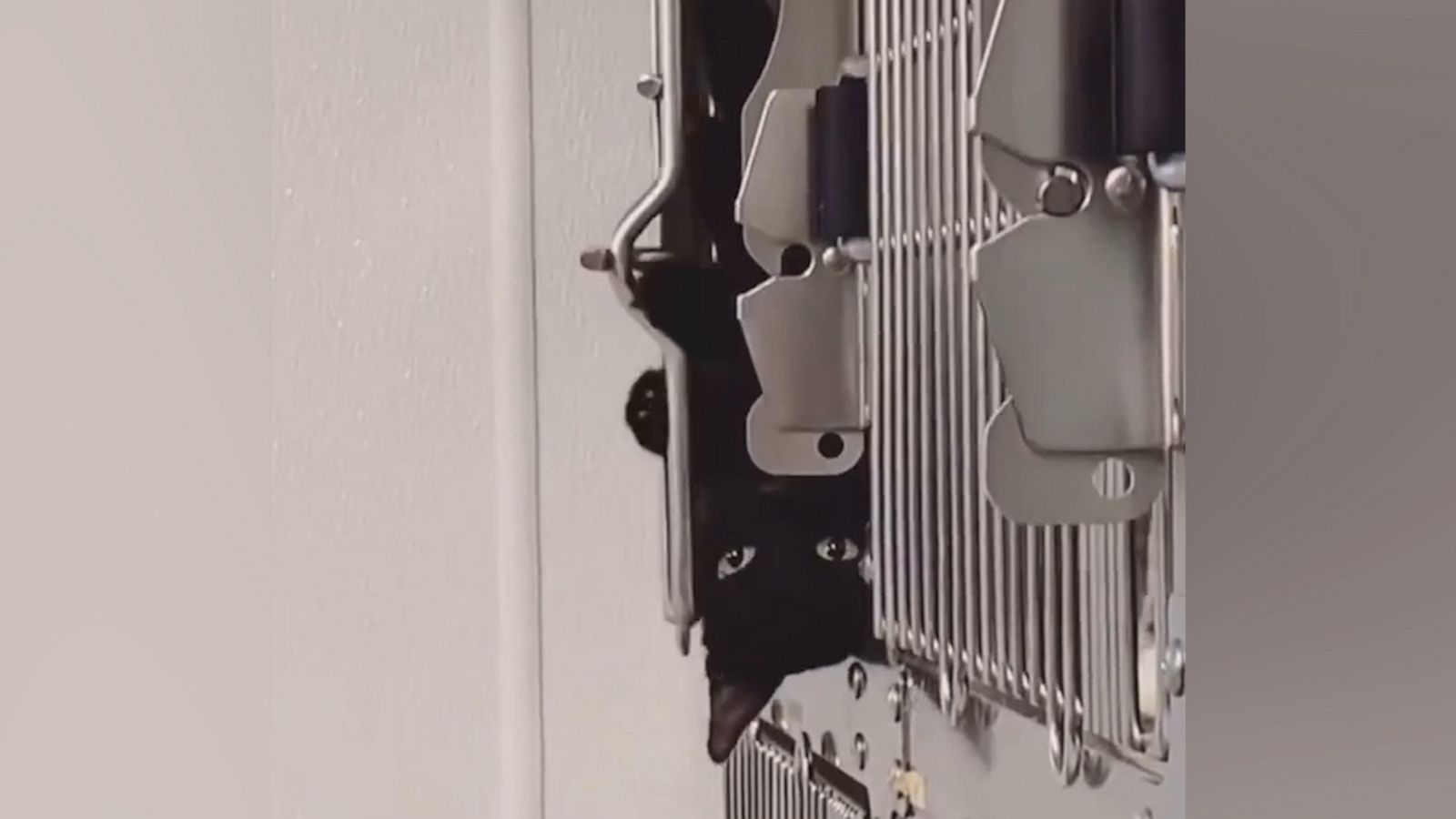 VIDEO: Mastermind cat escapes an ‘escape proof’ cage’ at a rescue center