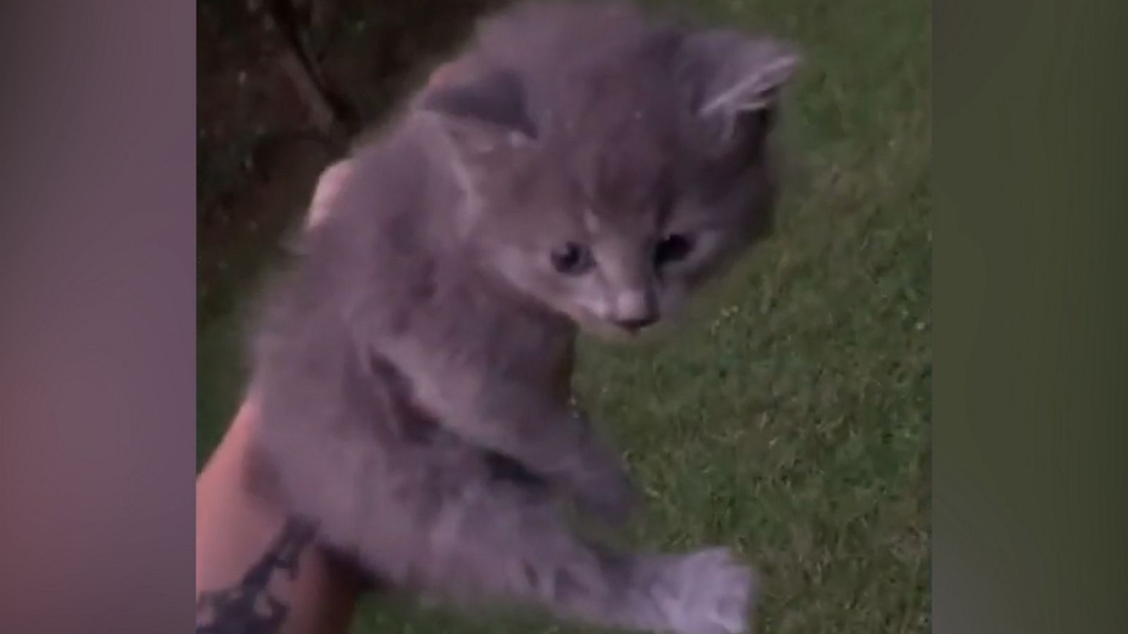 VIDEO: Dog rescues kitten trapped in a hose