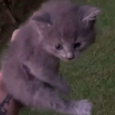 VIDEO: Dog rescues kitten trapped in a hose