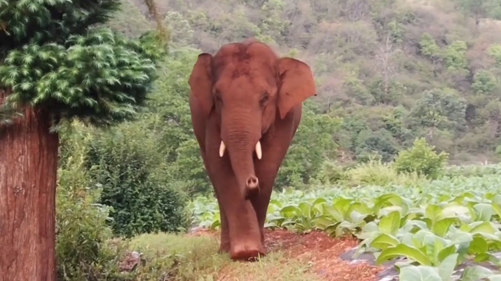 VIDEO: This stray elephant is enjoying wandering through this Chinese village