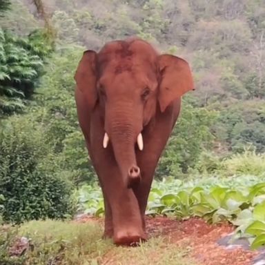 VIDEO: This stray elephant is enjoying wandering through this Chinese village