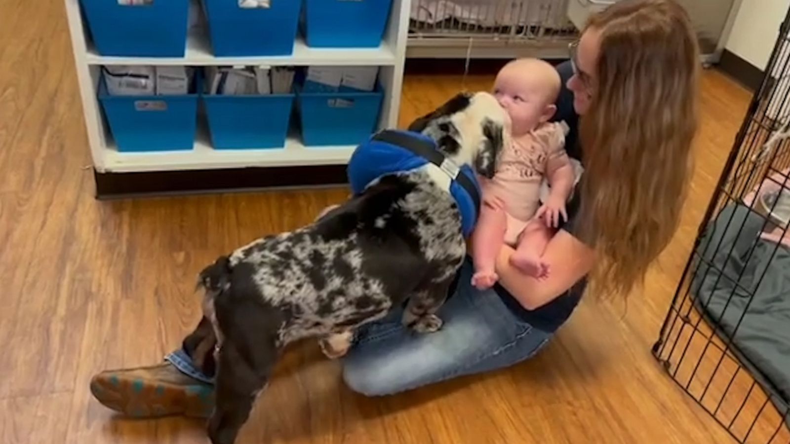 VIDEO: Bulldog puppy excitedly greets baby after “near death” illness