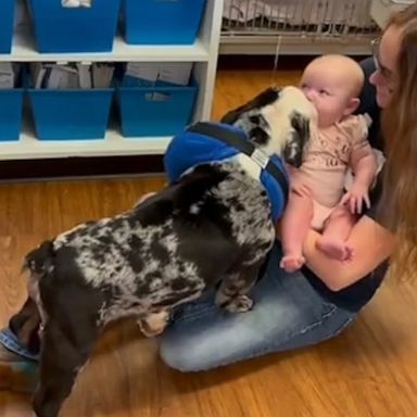 VIDEO: Bulldog puppy excitedly greets baby after “near death” illness