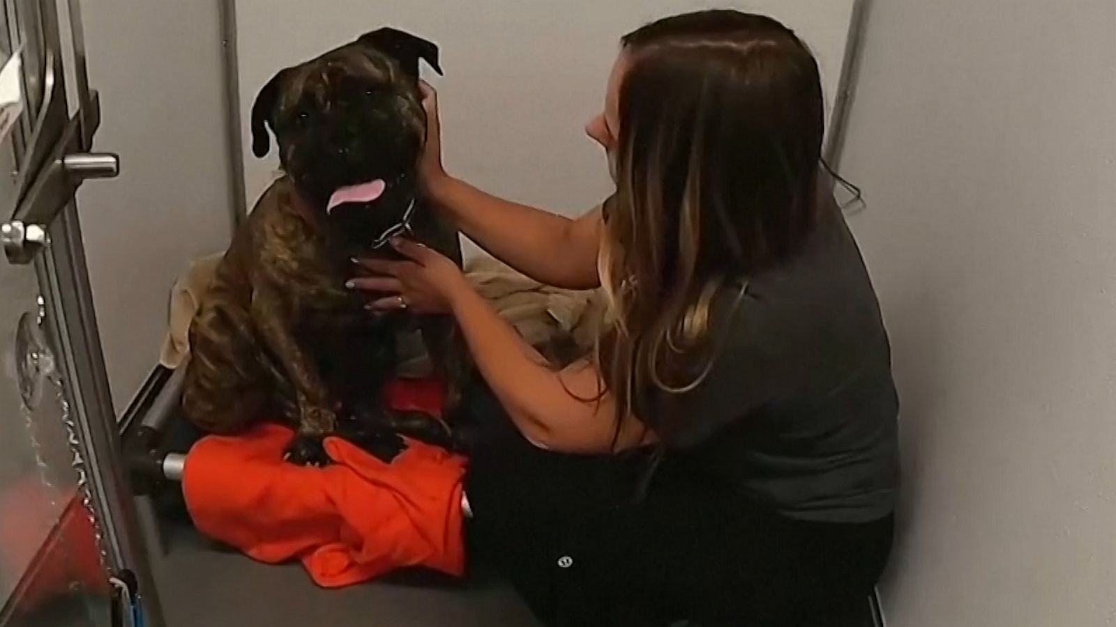 VIDEO: Pandemic puppies are being returned