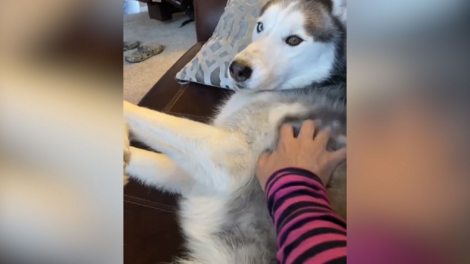 VIDEO: More scratches, please?