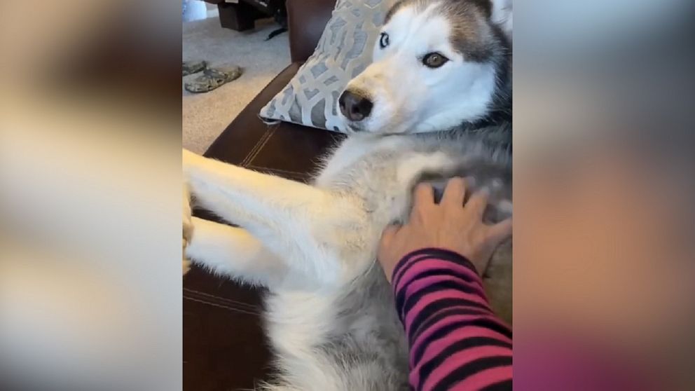 VIDEO: More scratches, please? 