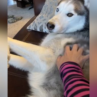 VIDEO: More scratches, please? 