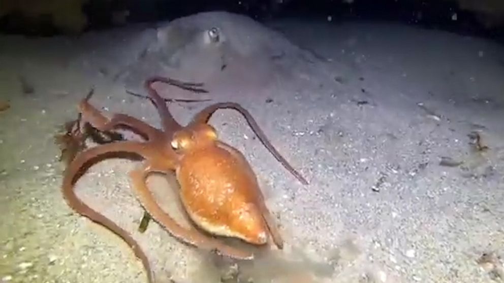 VIDEO: Octopus scares off stingray camouflaged in the sand