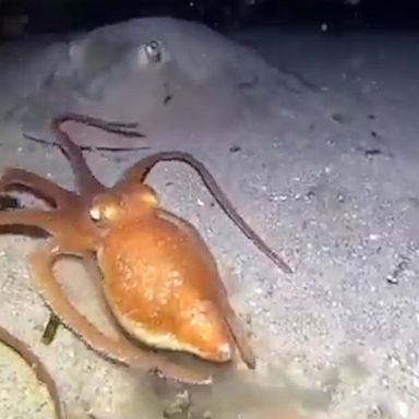 VIDEO: Octopus scares off stingray camouflaged in the sand