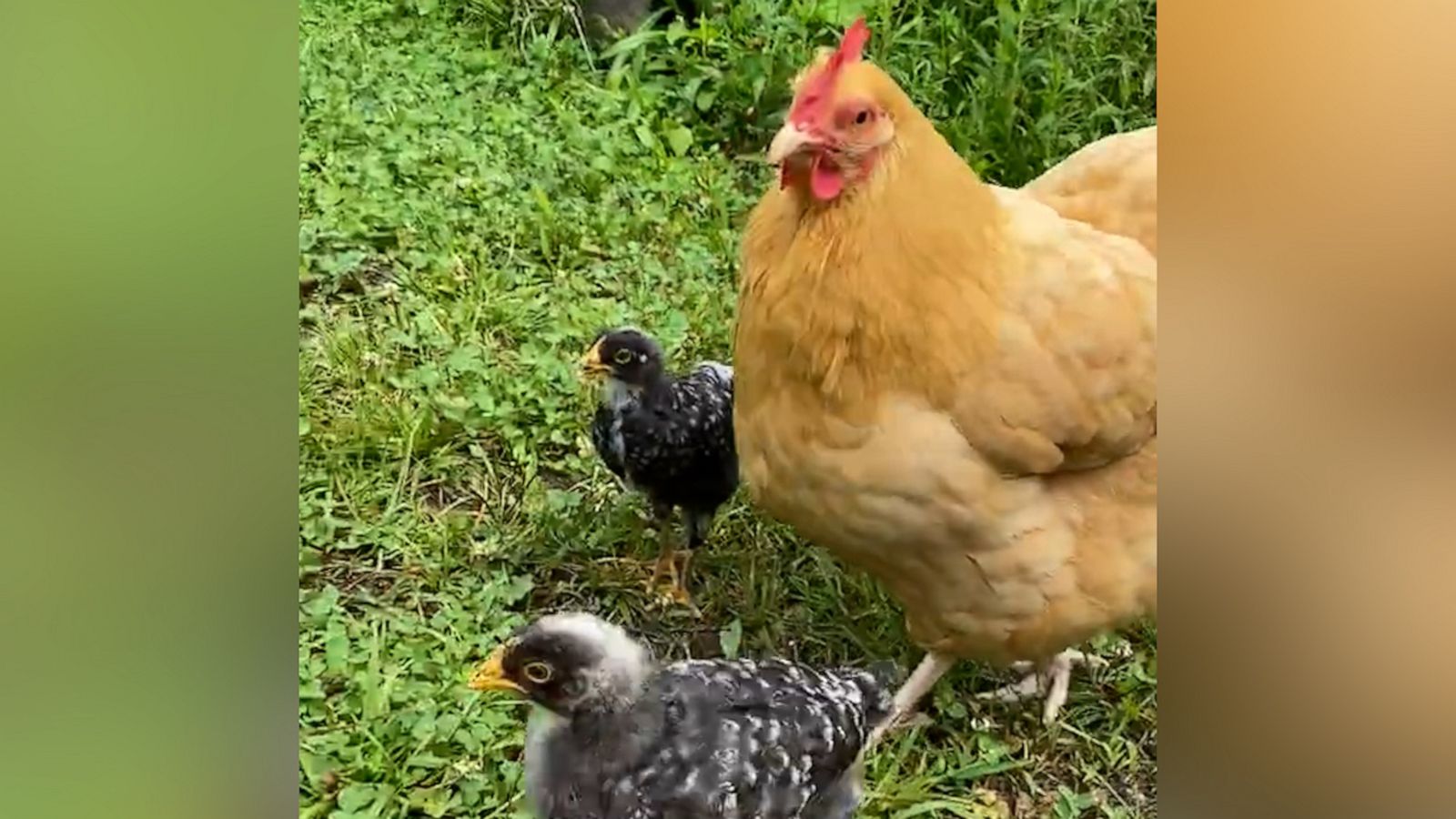 VIDEO: Mother hen dramatically chases away anyone who gets too close to her adopted babies