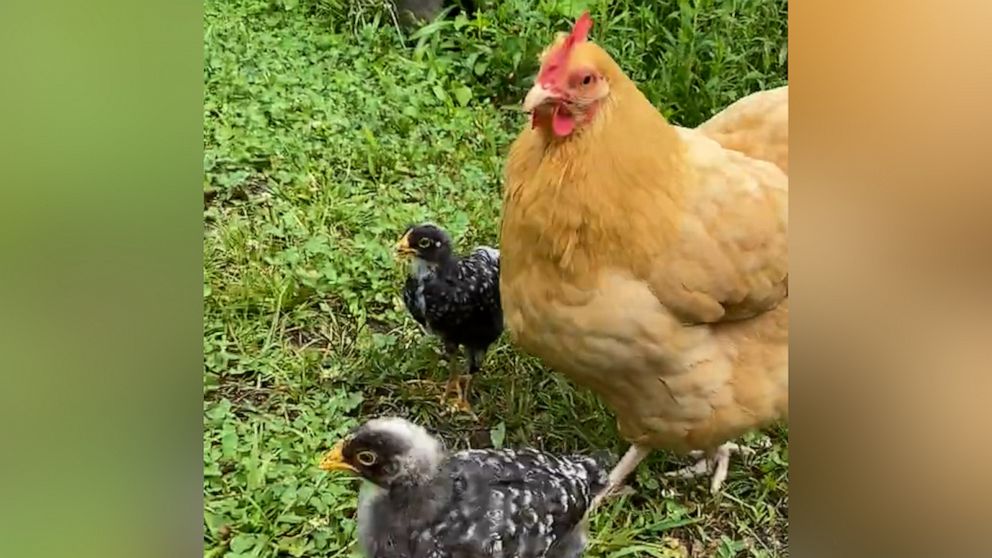 VIDEO: Mother hen dramatically chases away anyone who gets too close to her adopted babies 