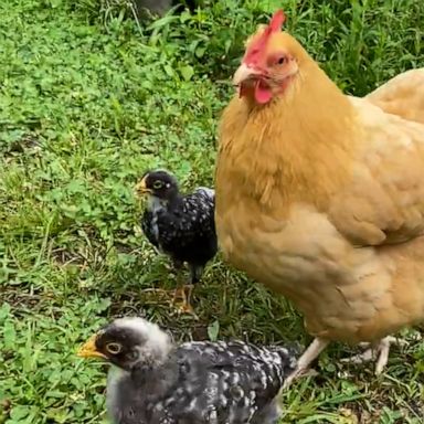 VIDEO: Mother hen dramatically chases away anyone who gets too close to her adopted babies 