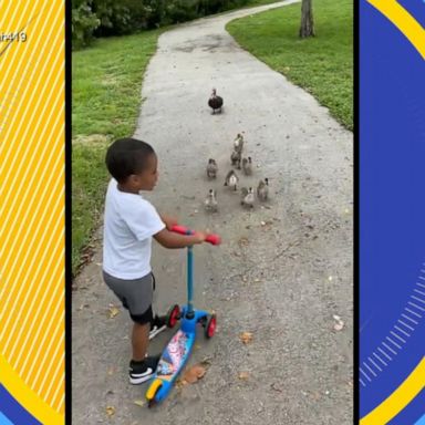 VIDEO: Polite boy chased by ducks