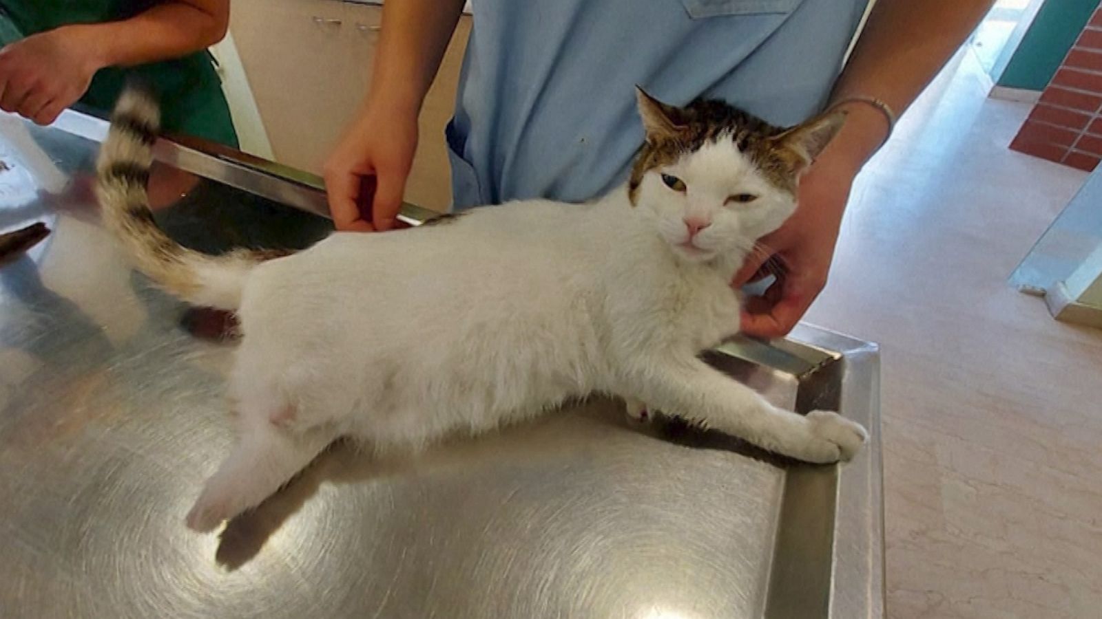 VIDEO: After a tragic accident this cat can walk again