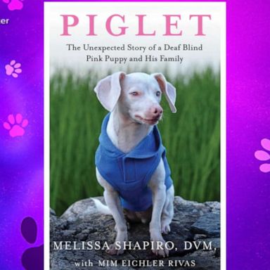 VIDEO: Unexpected story of Piglet, the deaf and blind puppy