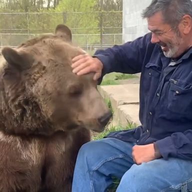 VIDEO: Rescue bear bonds with a worker at a wildlife sanctuary 