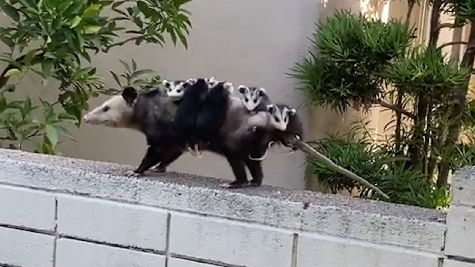 VIDEO: All aboard the mama opossum train