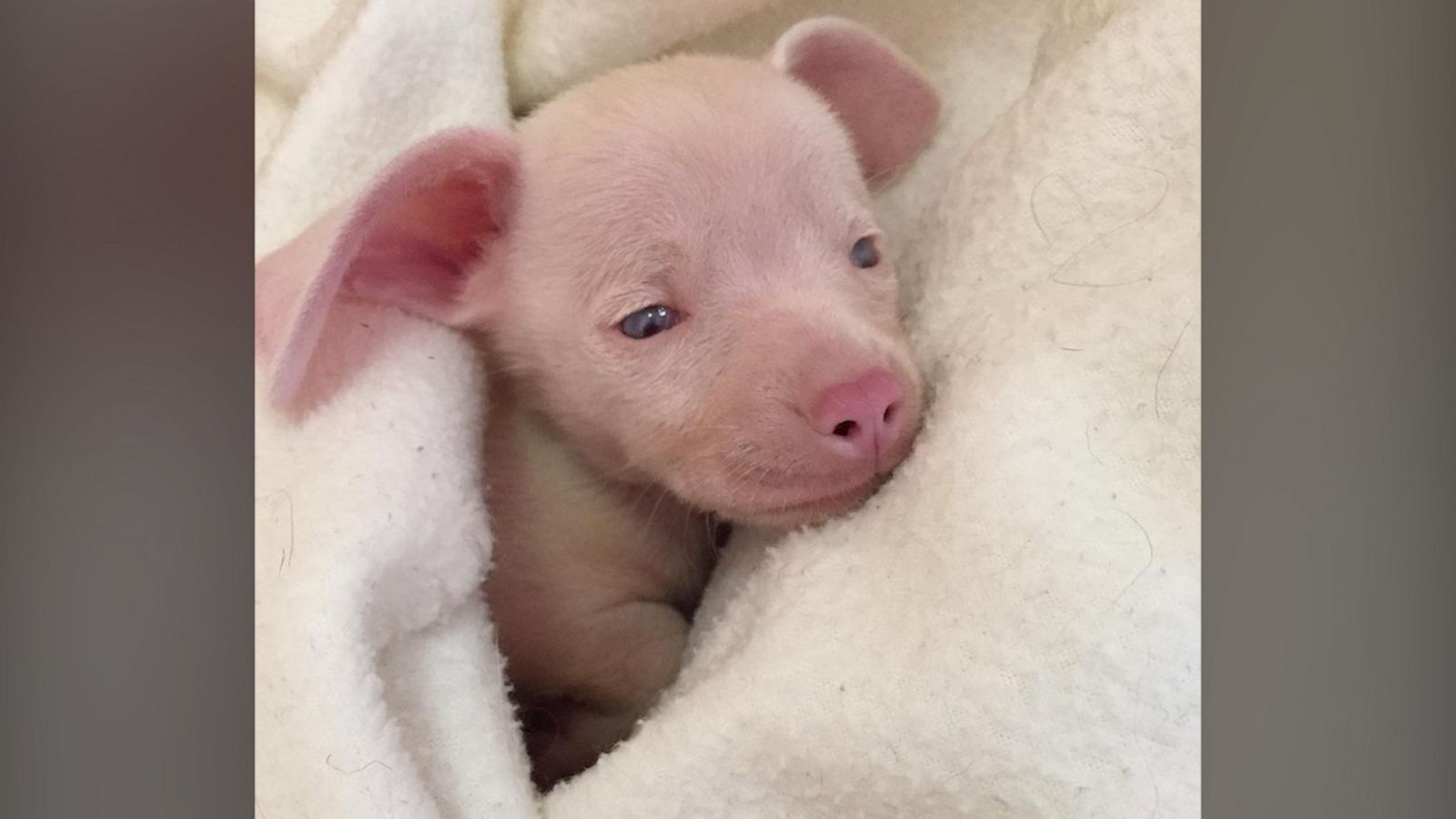 VIDEO: Deaf, blind and pink puppy is the cutest piglet lookalike