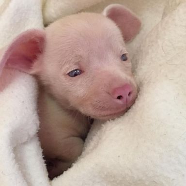 VIDEO: Deaf, blind and pink puppy is the cutest piglet lookalike