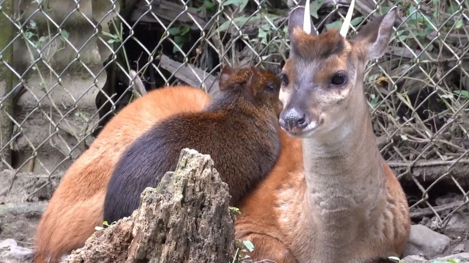 VIDEO: Deer and rodent are inseparable BFFs at Bolivian animal refuge