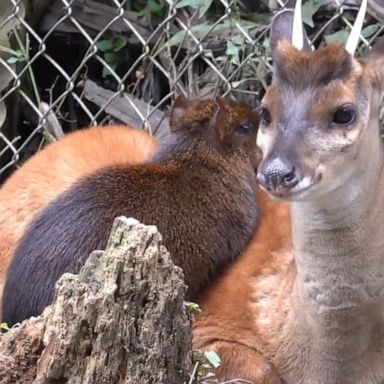 VIDEO: Deer and rodent are inseparable BFFs at Bolivian animal refuge